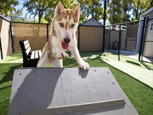 Photo of Cougar, adoptable Siberian Husky in Norco, California