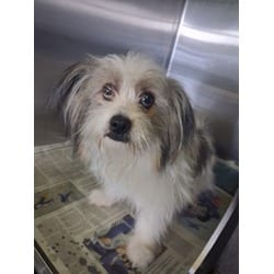 Photo of Rex, adoptable Maltese in Chatsworth, California