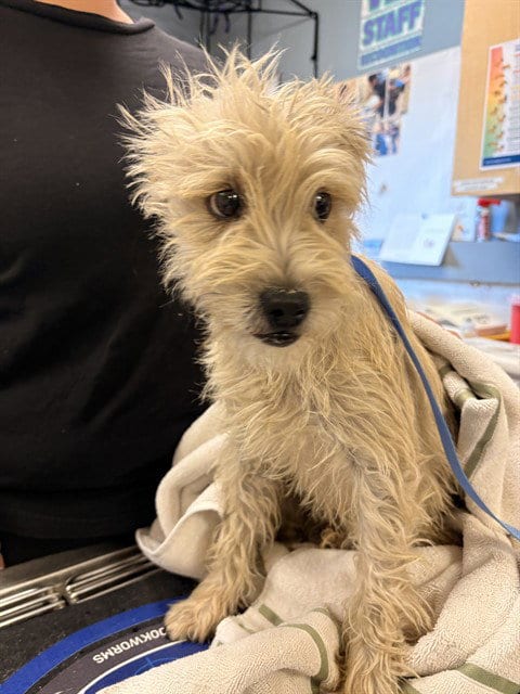 Photo of Bob, adoptable Terrier in Riverside, California