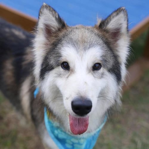 Photo of Vivian, adoptable Husky in San Antonio, Texas