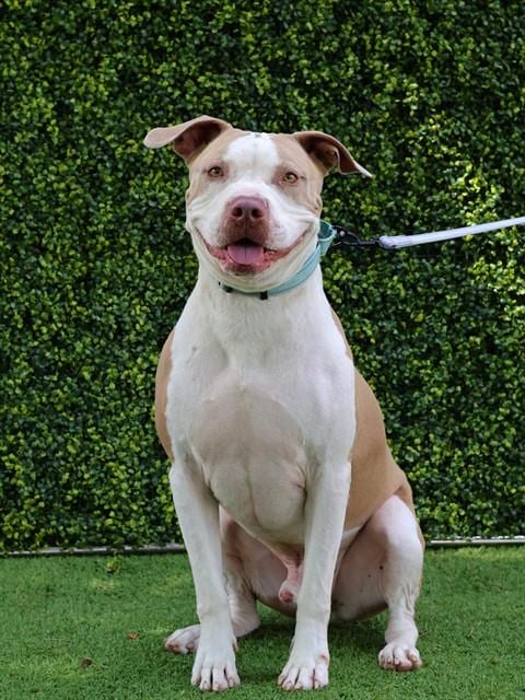 Photo of Duke, adoptable Staffordshire Bull Terrier in Naples, Florida