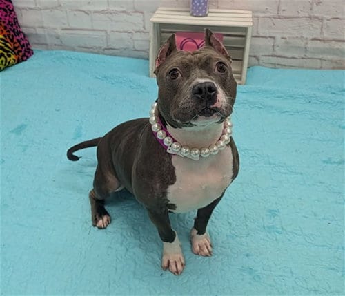 Photo of Charity, adoptable Pit Bull Terrier in Detroit, Michigan