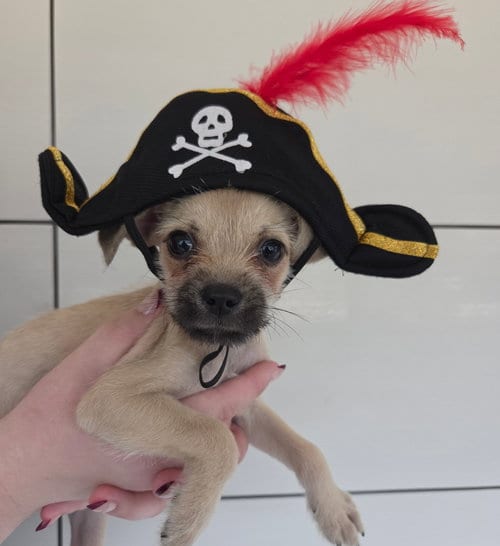 Photo of Claude, adoptable Unknown breed in Rancho Santa Fe, California