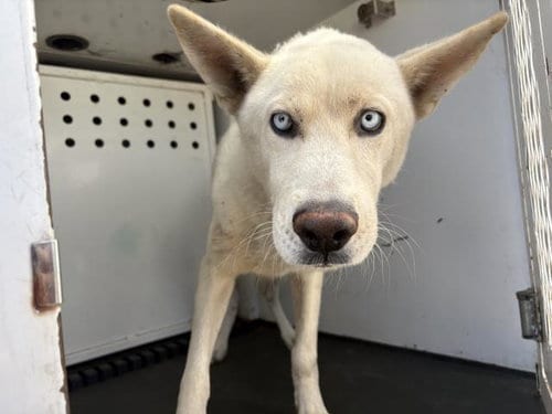 Photo of Panda, adoptable Siberian Husky in Riverside, California