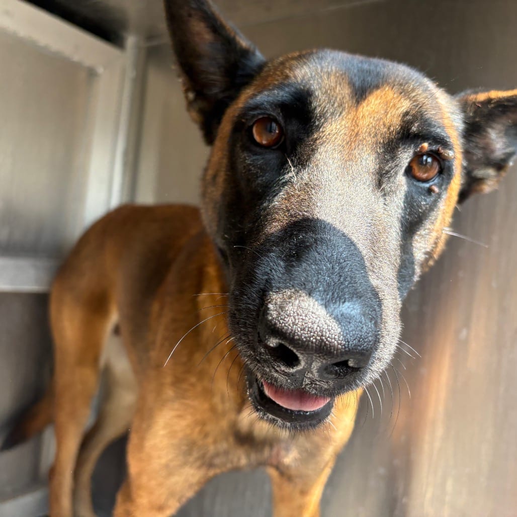 Photo of Roo, adoptable Malinois, Belgian in Brownsville, Texas