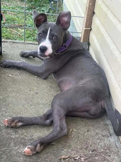Photo of Erin (2026), adoptable Pit Bull Terrier in Wenonah, New Jersey