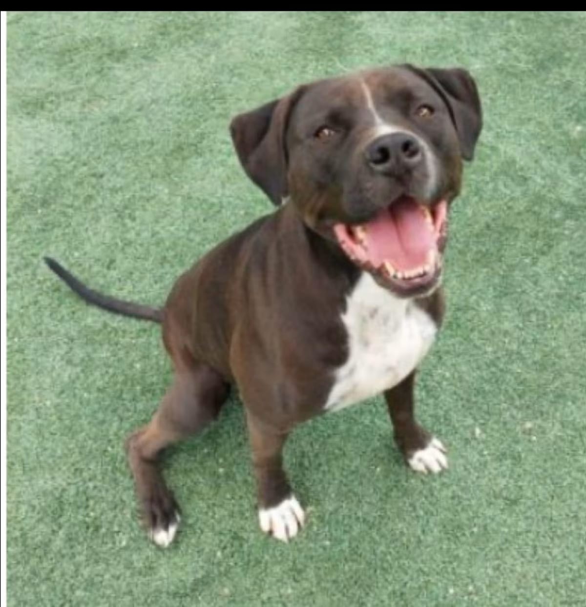Photo of Amazing Theodore, adoptable American Staffordshire Terrier in Van Nuys, California