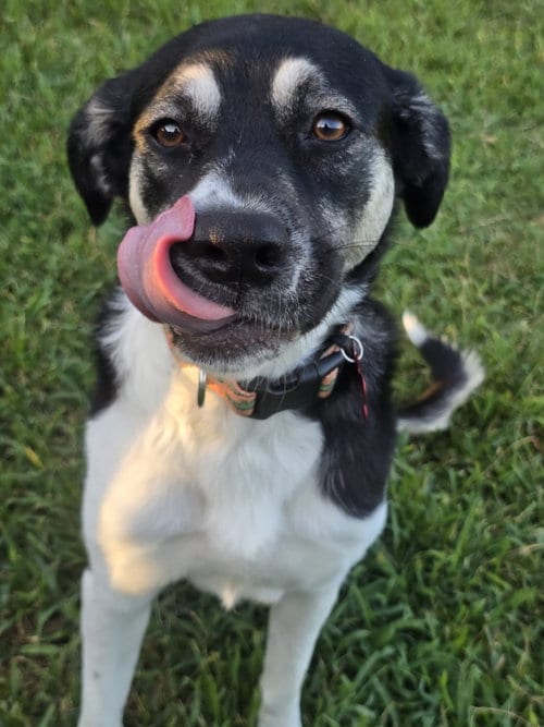 Photo of Holly Mae, adoptable Anatolian Shepherd in The Woodlands, Texas