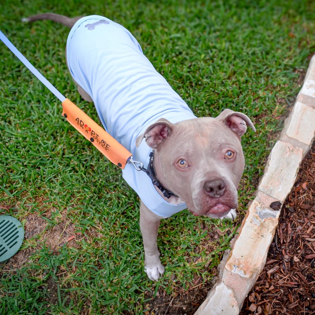 Photo of Atlas, adoptable Terrier, Pit Bull in Dallas, Texas
