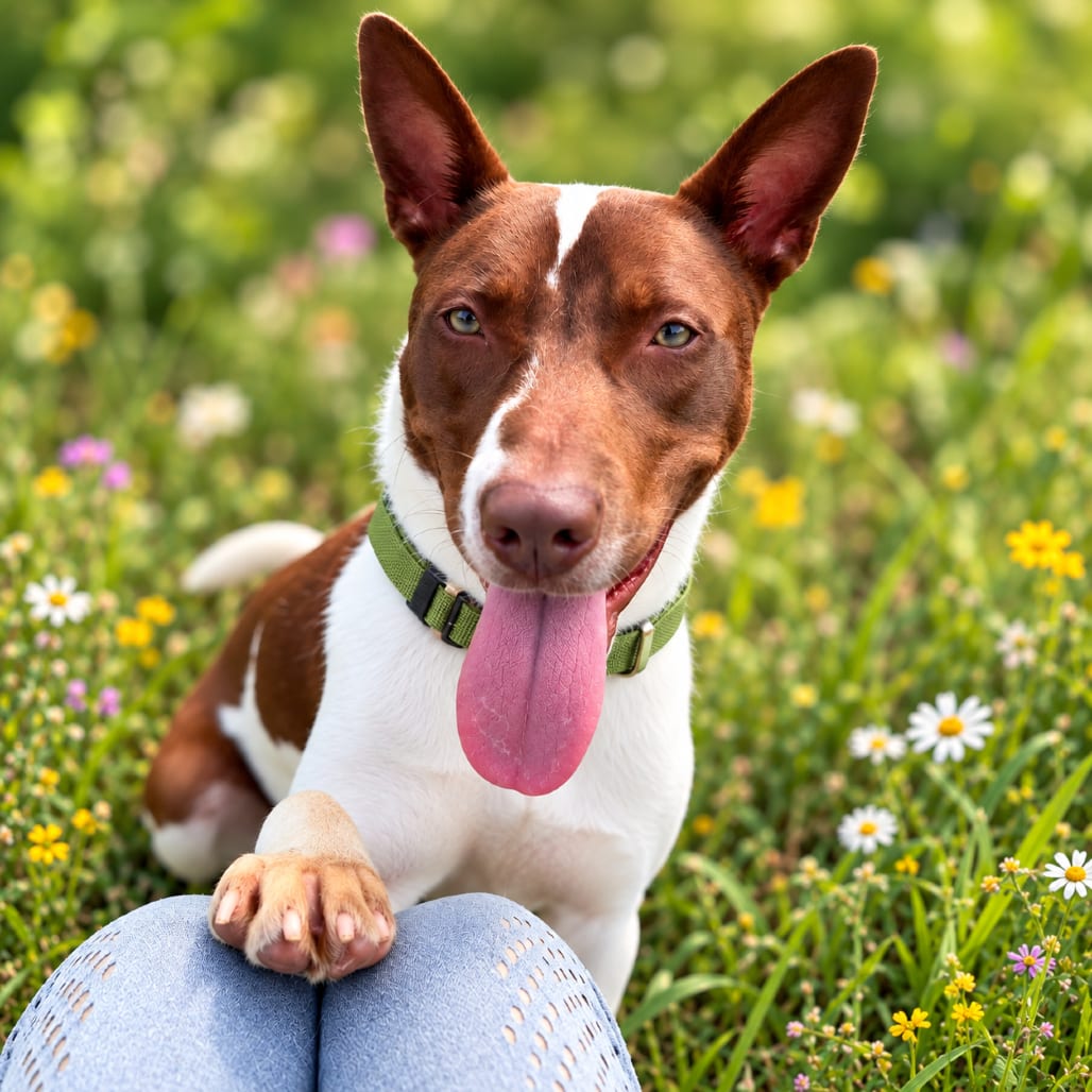 Photo of Nacho Fries, adoptable Mixed Breed (Medium) / Mixed Breed (Large) in Binghamton, New York