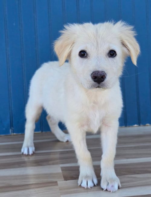 Photo of Miny, adoptable Labrador Retriever in Sedalia, Colorado