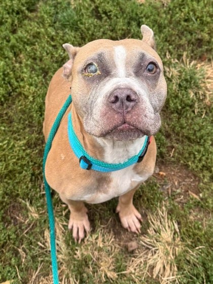 Photo of Zara, adoptable dog in Baltimore, Maryland