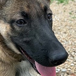 Photo of Veera located in Goodyear AZ, adoptable Belgian Shepherd in Imlay City, Michigan