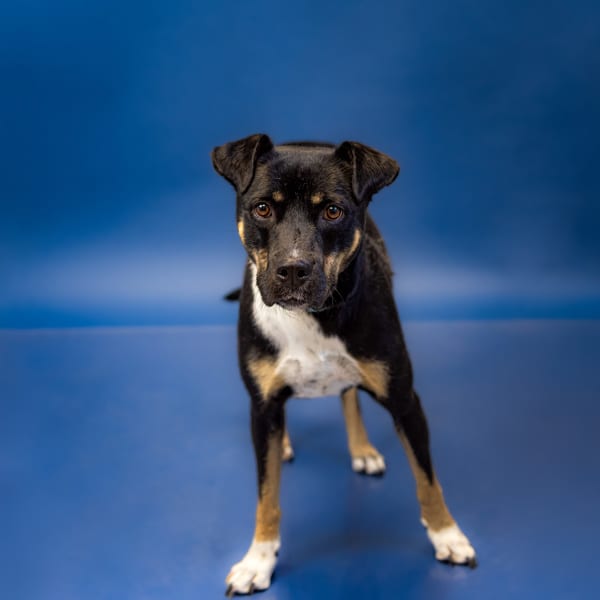 Photo of Zuzu, adoptable Pit Bull cross in Lawrenceville, Georgia