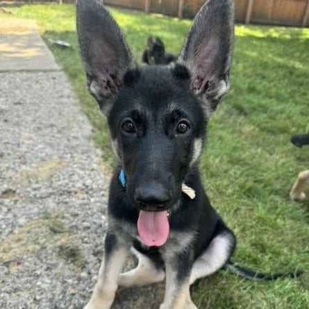 Photo of Woody, adoptable Shepherd, German / Akita in Iowa and surrounding states, Iowa