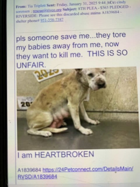 Photo of Mama Angel, adoptable Shepherd in Woodland Hills, California