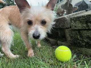 Photo of Sassy, adoptable Terrier in Plainfield, Illinois