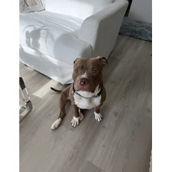 Photo of Bolo, adoptable American Pit Bull Terrier in Doral, Florida