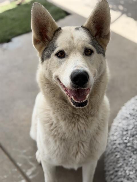 Photo of Diamond, adoptable Siberian Husky in Chula Vista, California