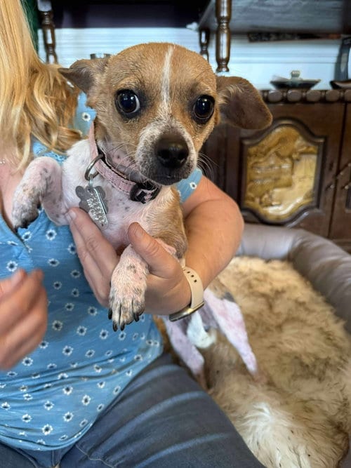 Photo of Lily the Chi, adoptable Chihuahua in Holly Springs, North Carolina