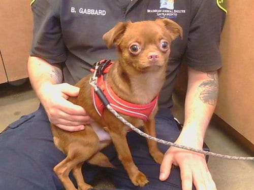 Photo of Paco, adoptable Chihuahua in Sacramento, California