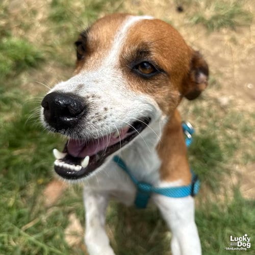 Photo of Chapa, adoptable Labrador Retriever in Washington, District of Columbia