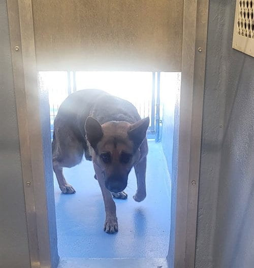 Photo of Harrison, adoptable German Shepherd Dog in Downey, California