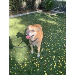 Photo of Jazmin, adoptable Mixed Breed (Medium) in Chatsworth, California