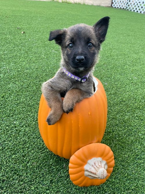 Photo of Hallowed Harvest - Batwing - Located in Florida, adoptable Belgian Shepherd Malinois in Imlay City, Michigan