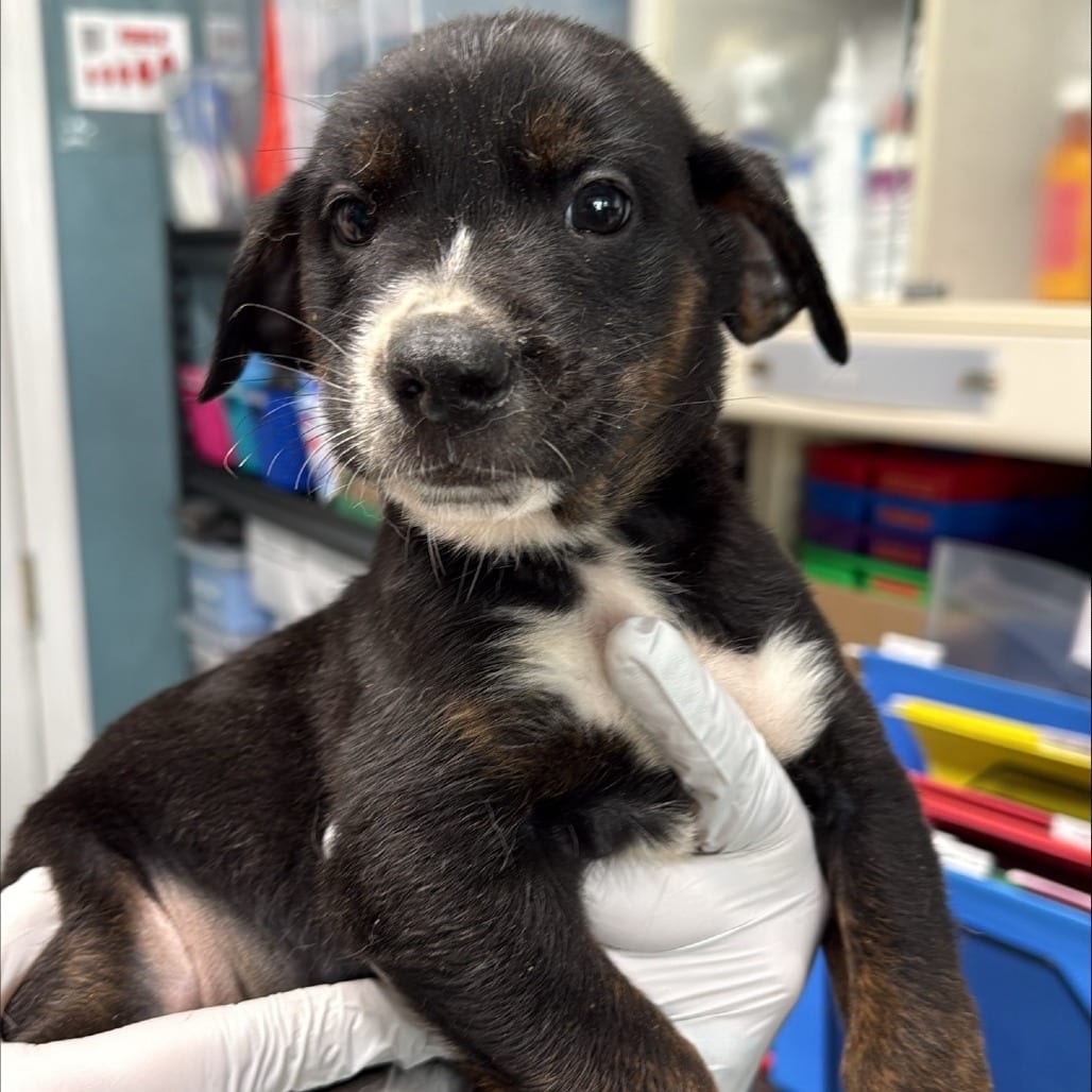 Photo of Joy, adoptable Mixed Breed (Medium) in Colville, Washington