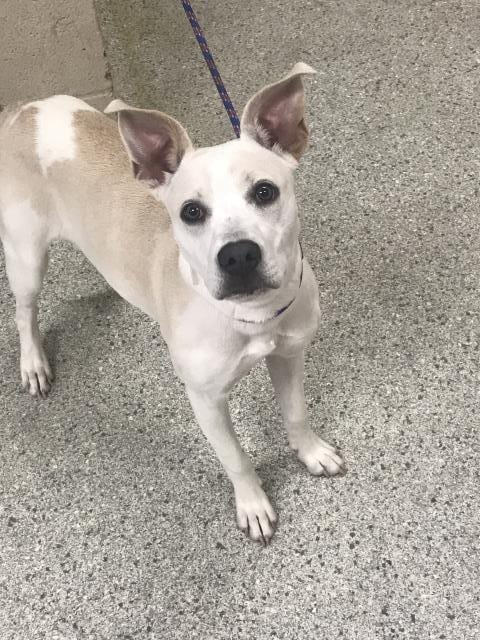 Photo of A432799, adoptable Pit Bull Terrier in Conroe, Texas