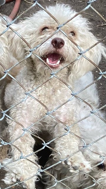 Photo of Bobby, adoptable Poodle (Miniature) in Dallas, Texas