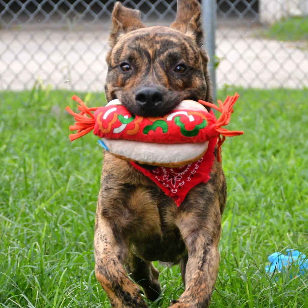 Photo of Bratwurst, adoptable Black Mouth Cur / Mix in Beaumont, Texas
