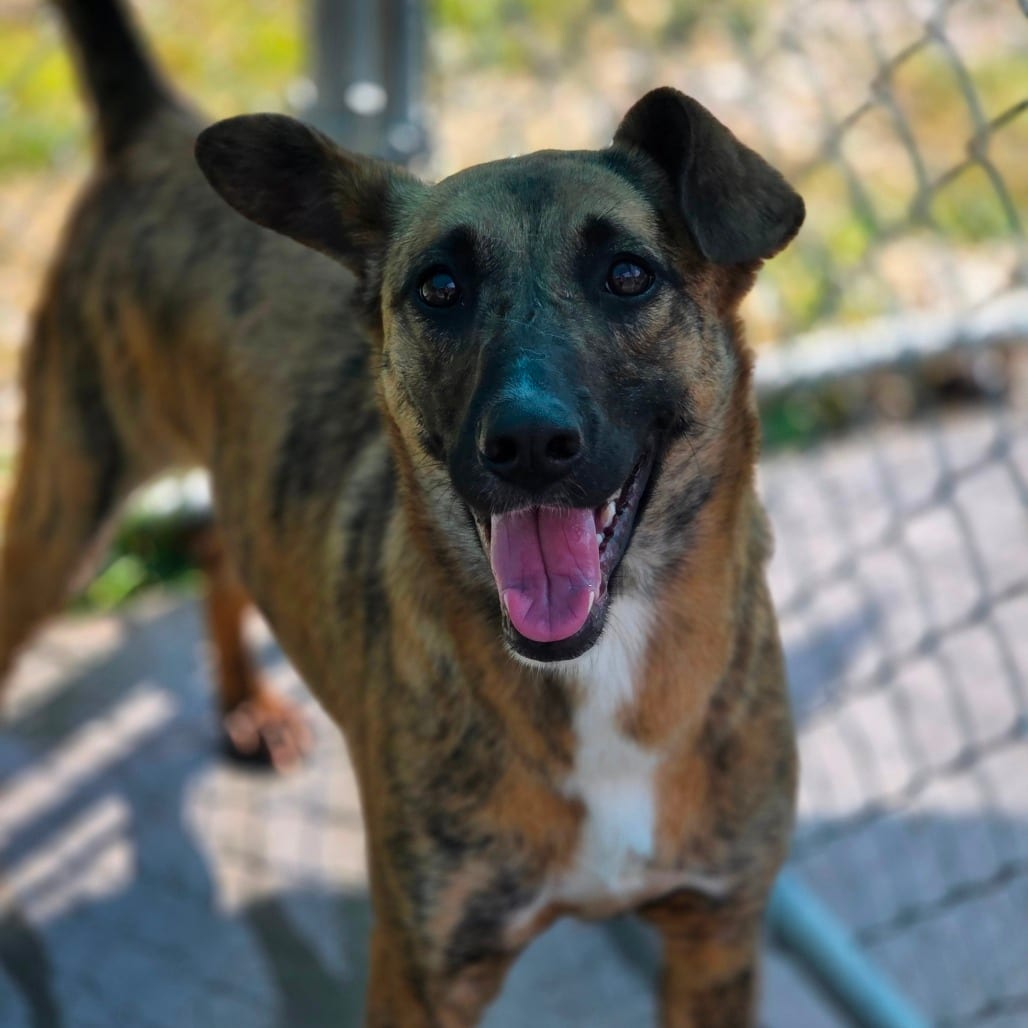 Photo of Sugar, adoptable Mixed Breed (Medium) in Winfield, West Virginia