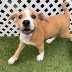 Photo of La Fofo Glammy 0594, adoptable Mixed Breed (Medium) in Loxahatchee, Florida