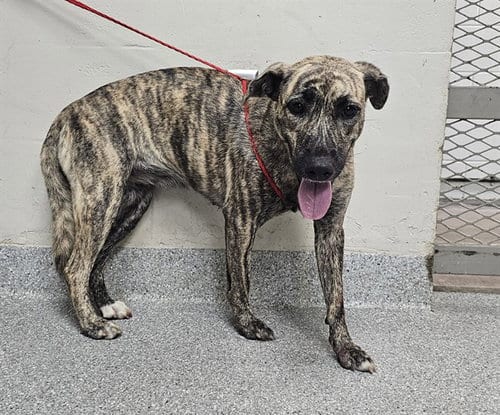 Photo of Hannah, adoptable American Pit Bull Terrier in Pasadena, Texas