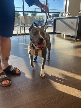 Photo of Celery Stick, adoptable dog in Atlanta, Georgia