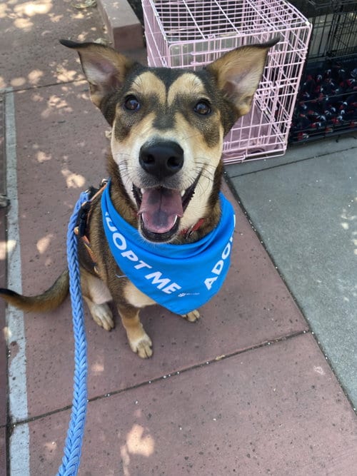Photo of Katara, adoptable Shepherd in La Verne, California