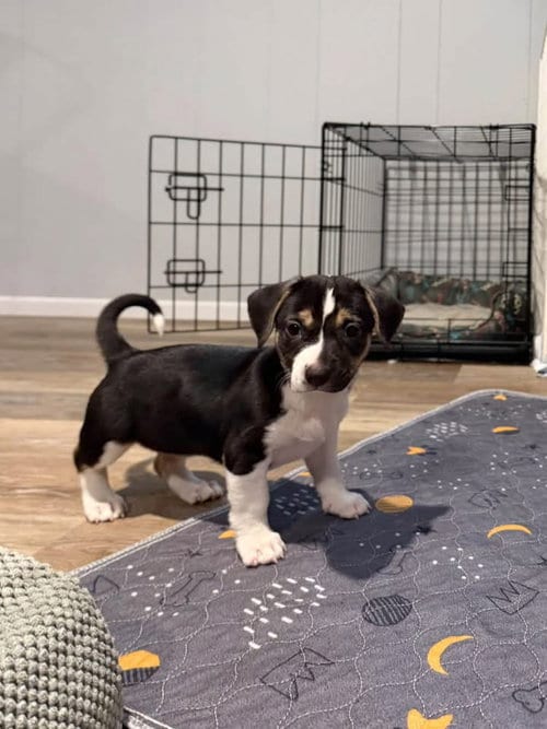 Photo of S’mores, adoptable Beagle in Berlin, New Jersey