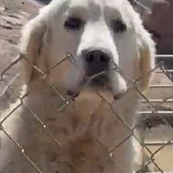 Photo of Frank Sinatra, adoptable Great Pyrenees in Boulder, Colorado