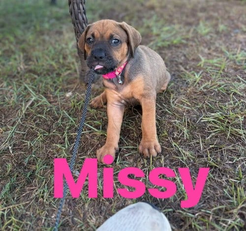 Photo of Missy, adoptable Hound in Sanford, Florida