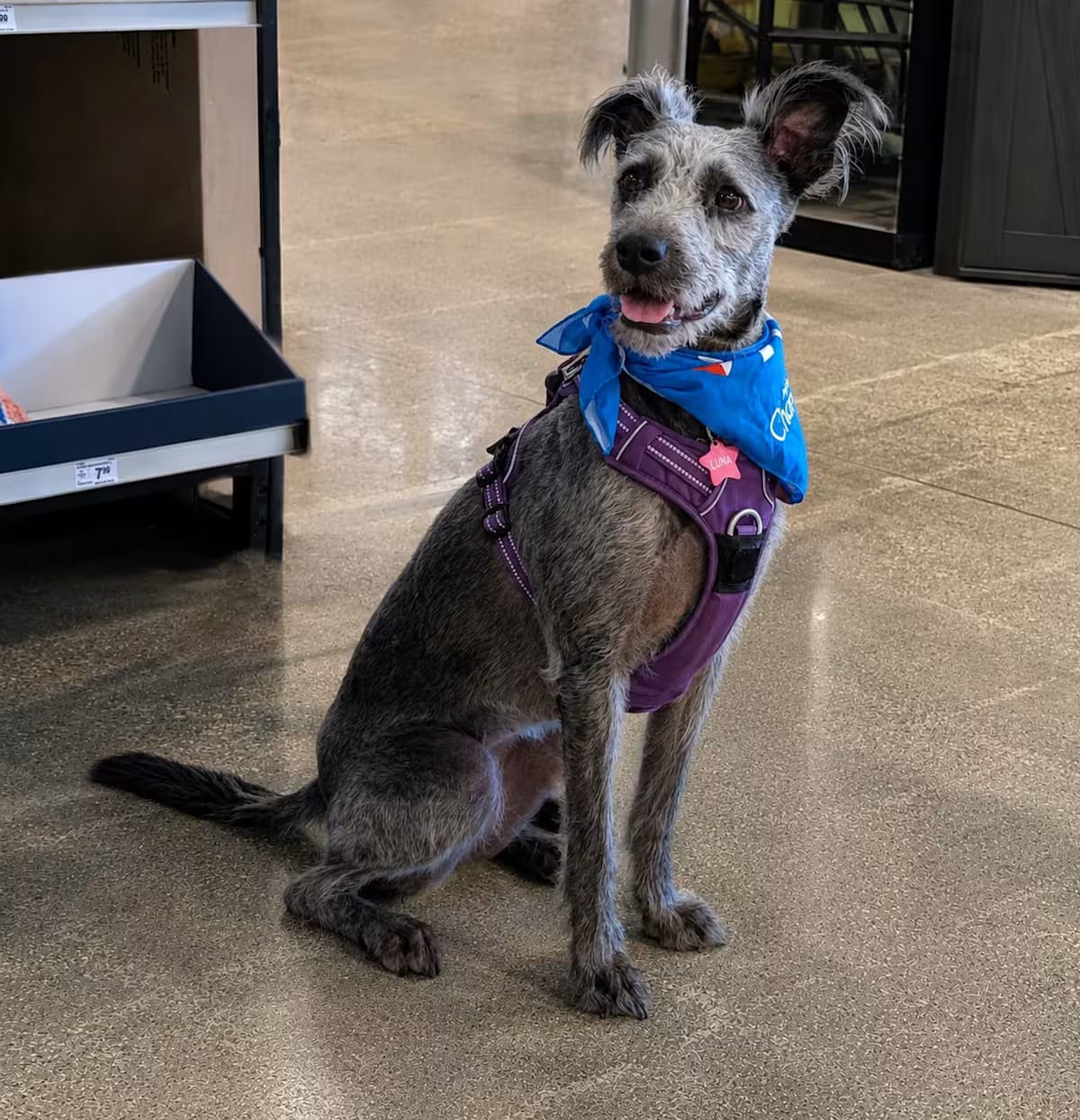 Photo of Luna, adoptable Schnoodle in Hoffman Estataes, Illinois
