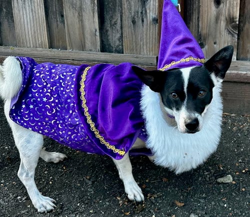 Photo of Wizard, adoptable Jack Russell Terrier in Romoland, California