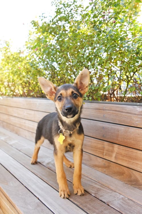 Photo of Lucy Ears, adoptable German Shepherd Dog in Sandy, Utah