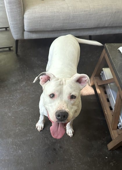 Photo of Crane, adoptable dog in Chamblee, Georgia