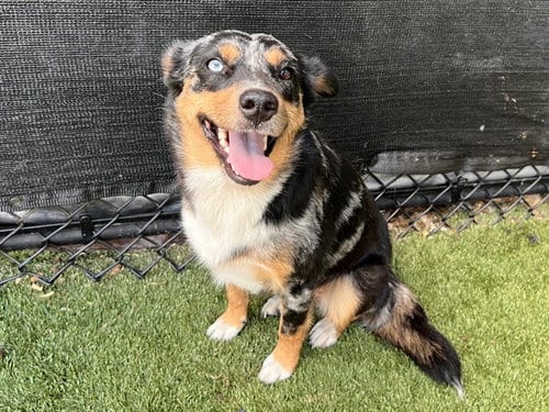Photo of Muffin, adoptable Australian Shepherd in Dallas, Texas