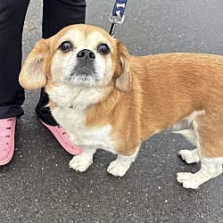 Photo of Jessie, adoptable Beagle Chihuahua in Wethersfield, Connecticut