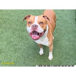 Photo of Nico, adoptable Mixed Breed (Medium) in West Palm Beach, Florida