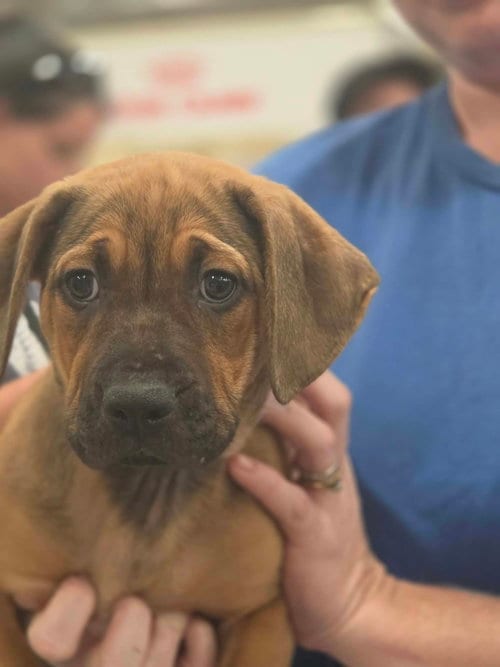 Photo of Carrie, adoptable Hound in Sanford, Florida