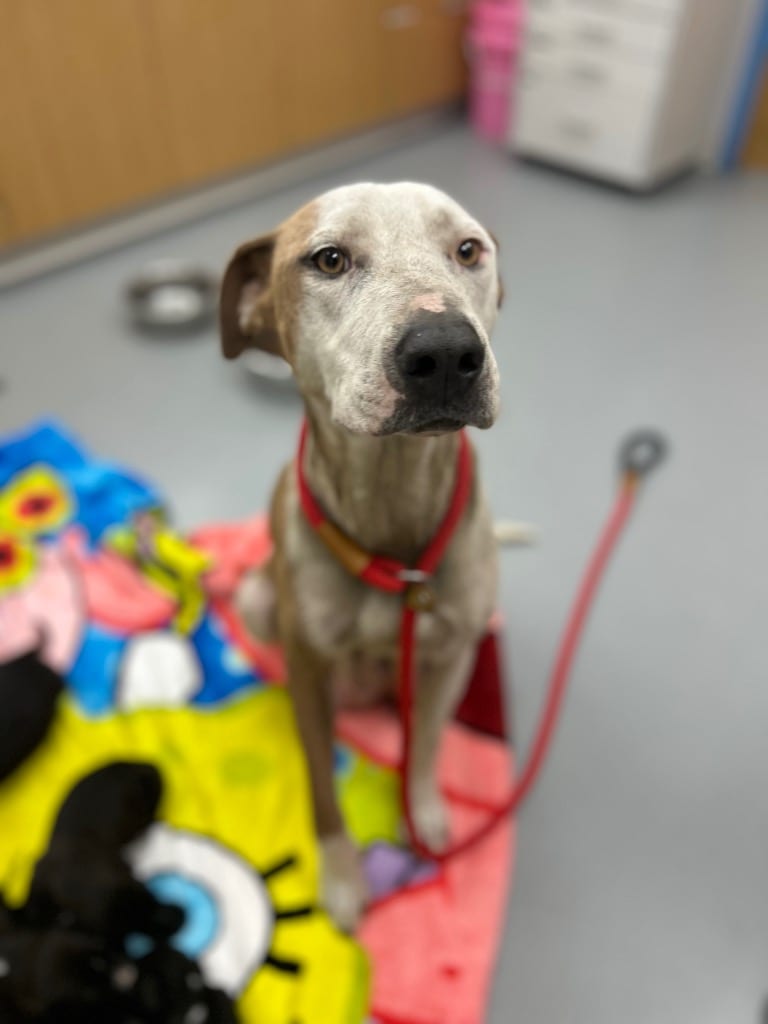 Photo of Mj (Mom of Mx10), adoptable Pit Bull Terrier in Hartsville, South Carolina